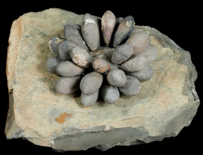 Spectacular Fossil Club Urchin - Morocco #5089